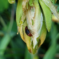 Caplothorax melanopterus
