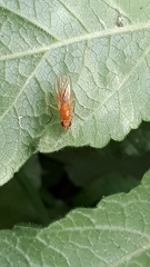 Psila