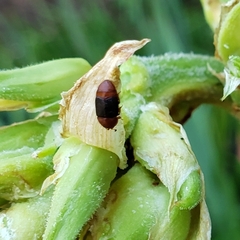 Caplothorax melanopterus
