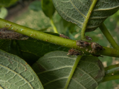 Calloconophora rubricornis