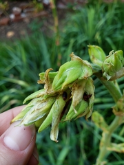 Caplothorax melanopterus