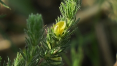 Aspalathus asparagoides