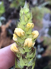 Alectra sessiliflora sessiliflora