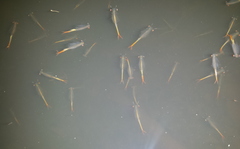 Chirocephalus diaphanus