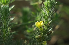 Aspalathus asparagoides
