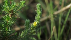 Aspalathus asparagoides