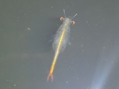 Chirocephalus diaphanus