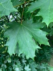 Acer platanoides