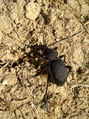 Carabus scabrosus