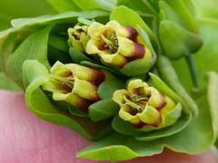 Cerinthe glabra
