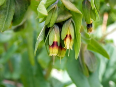 Cerinthe glabra