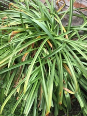 Hymenocallis littoralis
