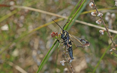 Synanthedon spheciformis