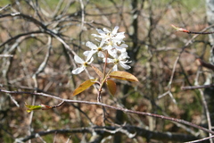 Amelanchier laevis