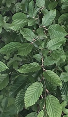 Carpinus betulus