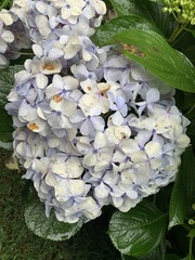 Hydrangea macrophylla