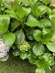 Hydrangea macrophylla