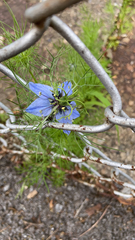 Nigella damascena