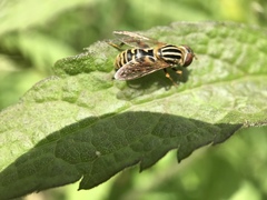 Anasimyia