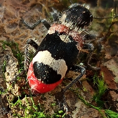 Clerus mutillarius