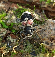 Clerus mutillarius