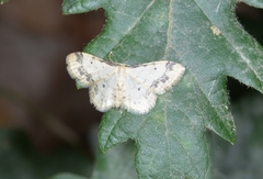 Idaea trigeminata