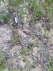 Rhynchospora plumosa