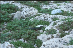 Pholidoscelis corvinus