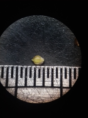 Rhynchospora plumosa