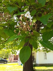 Catalpa