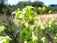 Biscutella laevigata