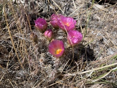 Micropuntia pulchella