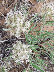 Asclepias involucrata