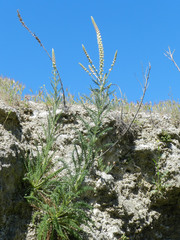 Reseda suffruticosa