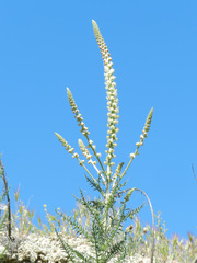 Reseda suffruticosa