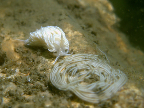 Favorinus blianus