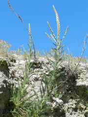 Reseda suffruticosa