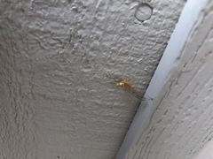 Stenacron interpunctatum