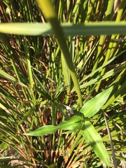 Commelina diffusa diffusa