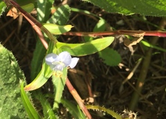Commelina diffusa diffusa