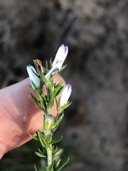 Wahlenbergia unidentata