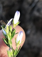 Wahlenbergia unidentata