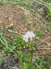 Valeriana acutiloba