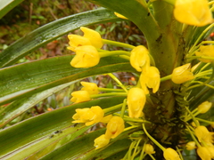 Maxillaria aurea