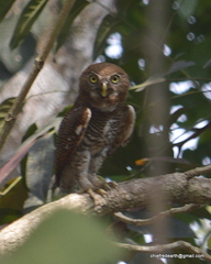 Glaucidium radiatum