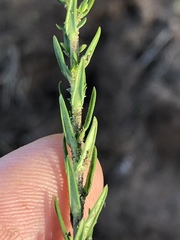 Wahlenbergia unidentata