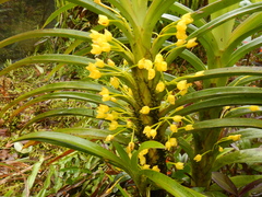 Maxillaria aurea