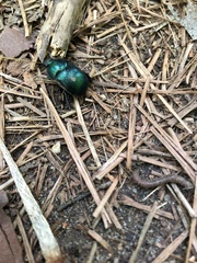 Geotrupes splendidus