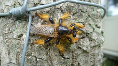 Pogonosoma maroccanum
