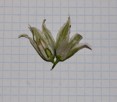 Ornithogalum boucheanum